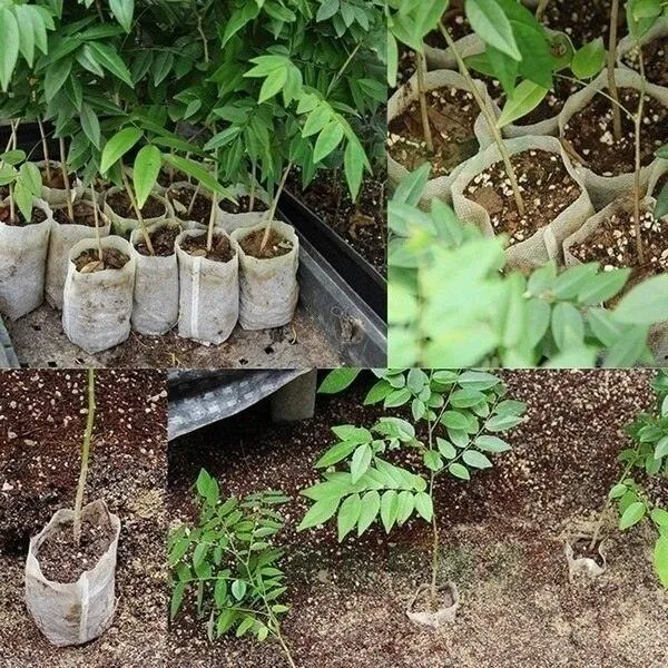 Eco-Friendly 100-Pack Non-Woven Seedling Bags for Enhanced Plant Growth